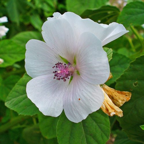 marschmellow-root-flower.jpg