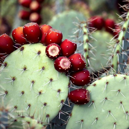 prickly-pear.jpg